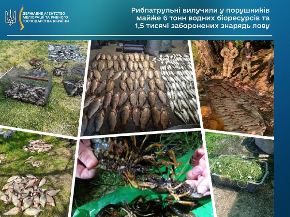 Стала відома сума збитків, завданих рибному господарству браконьєрами