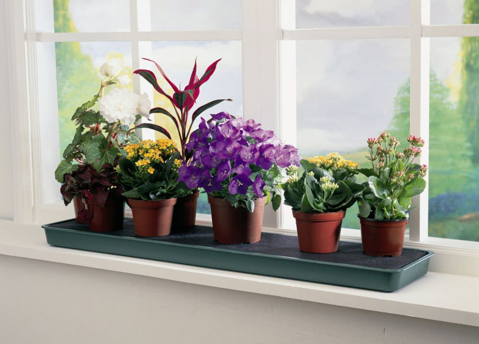 Кімнатні рослини на 40% поліпшують склад повітря: що на підвіконні знімає втому та заспокоює нерви