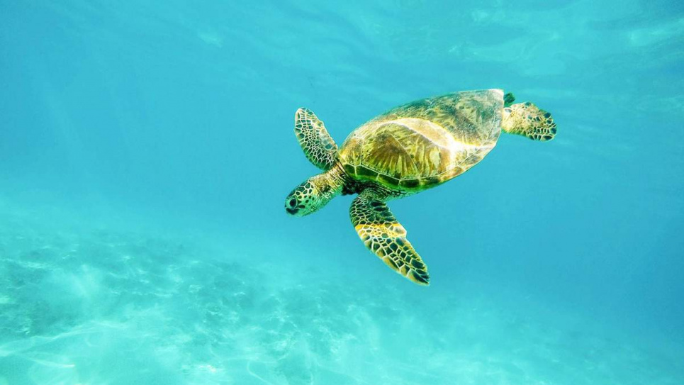 16 червня проводять Всесвітній день морських черепах