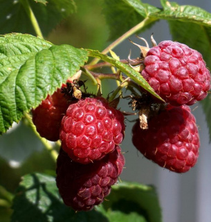 Как правильно обрезать кусты малины в конце ноября для обильного урожая