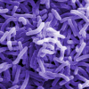 Vibrio cholerae — холерний вібріон під електронним мікроскопом