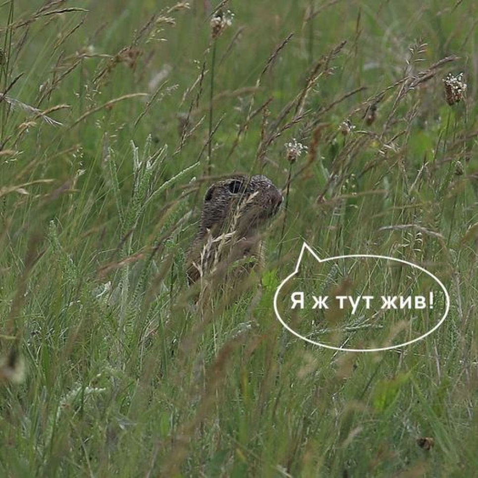 Злочин проти беззахисних - фермери незаконно розорали унікальне поселення ховраха європейського Фото Михайло Русін