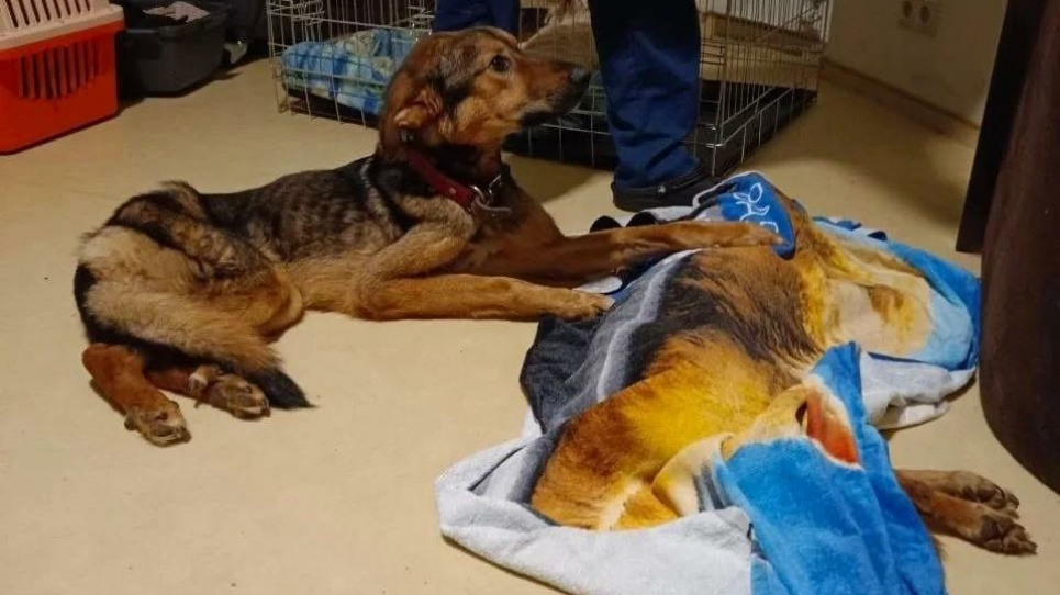 У Бородянці понад 200 тварин загинули від спраги та голоду під час окупації