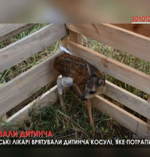 Лікарі врятували дитинча косулі, яке потрапило під трактор на Черкащині(ФОТО)