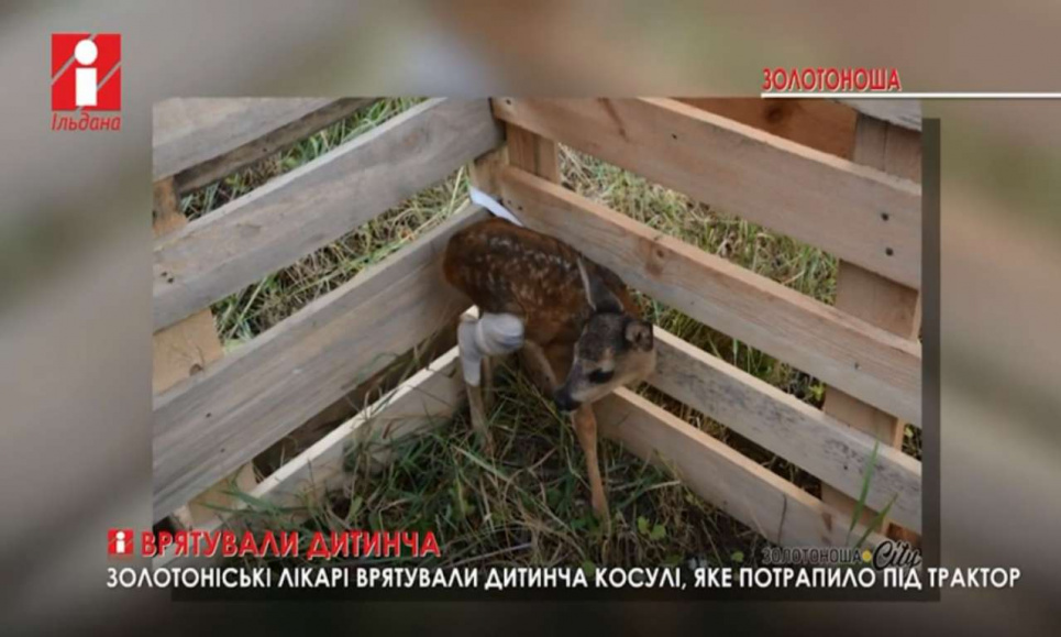 Лікарі врятували дитинча косулі, яке потрапило під трактор на Черкащині(ФОТО)