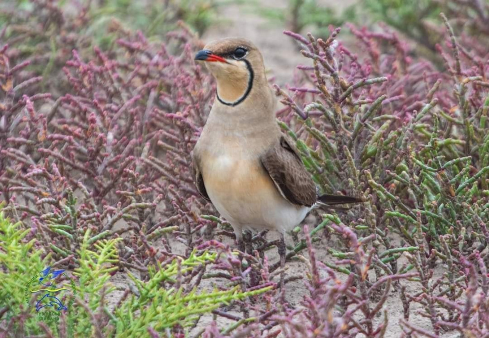 В одному з нацпарків України оселилися неймовірні унікальні птахи | GreenPost