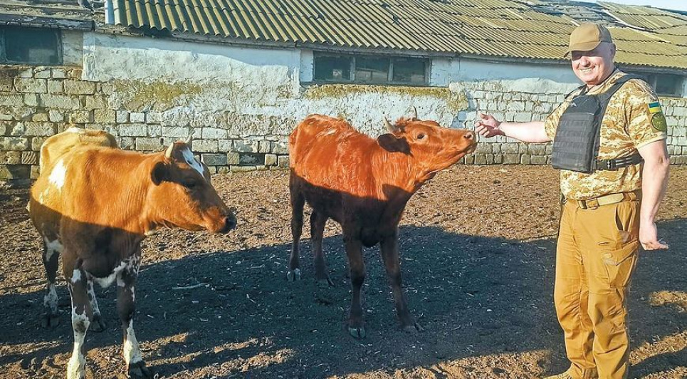 З-під обстрілів на Миколаївщини врятували корів української червоної степової породи