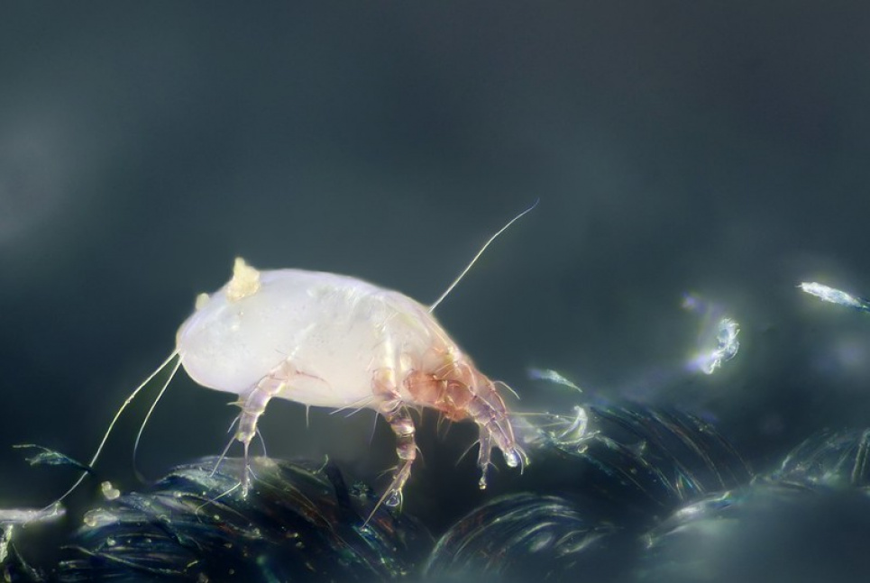 Пилові кліщі: де вони і як від них захиститися