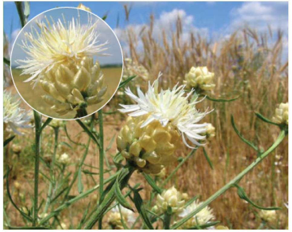 20 рослин, які можуть зникнути через війну росії в Україні