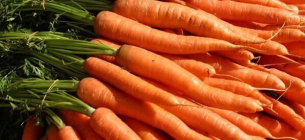 Сьогодні 4 квітня Всесвітній день моркви
