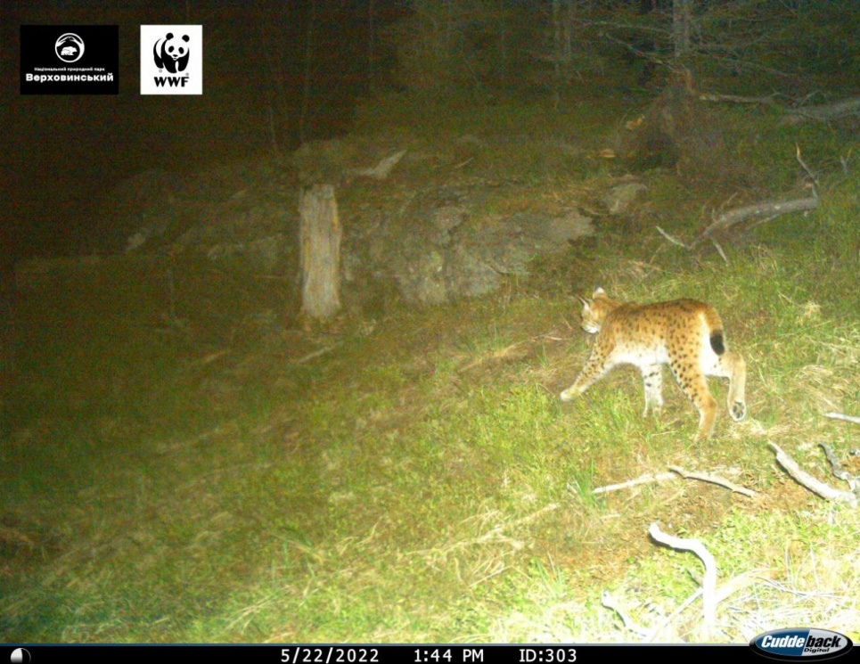 На Верховинщині фотопастка спіймала червонокнижну рись(ФОТО)