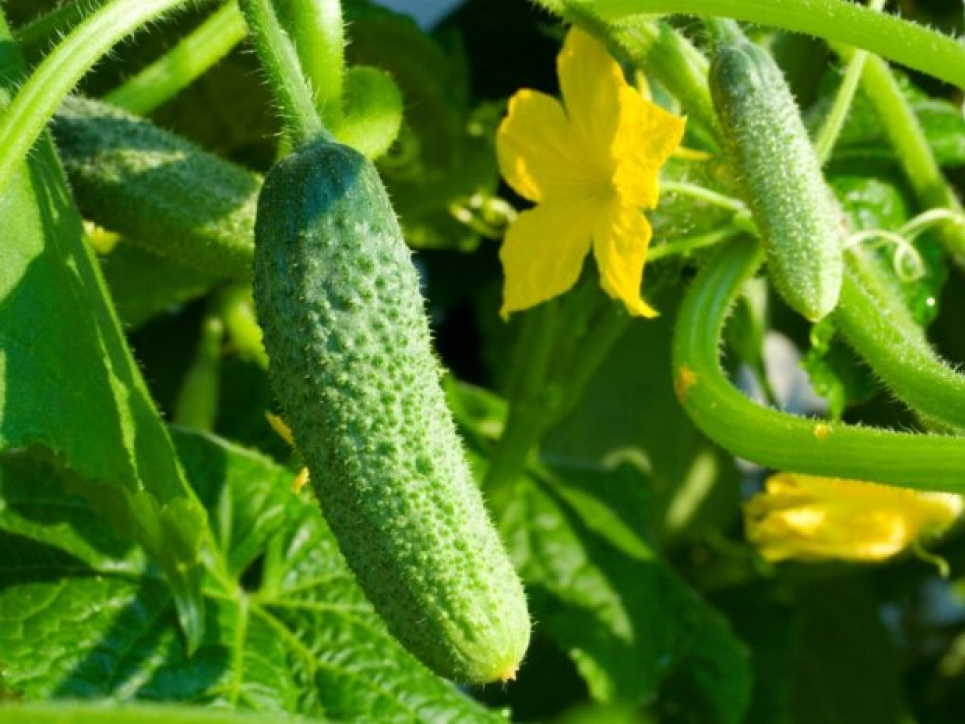 Щоб збирати огірки на грядці аж до морозів: липневий секрет городників