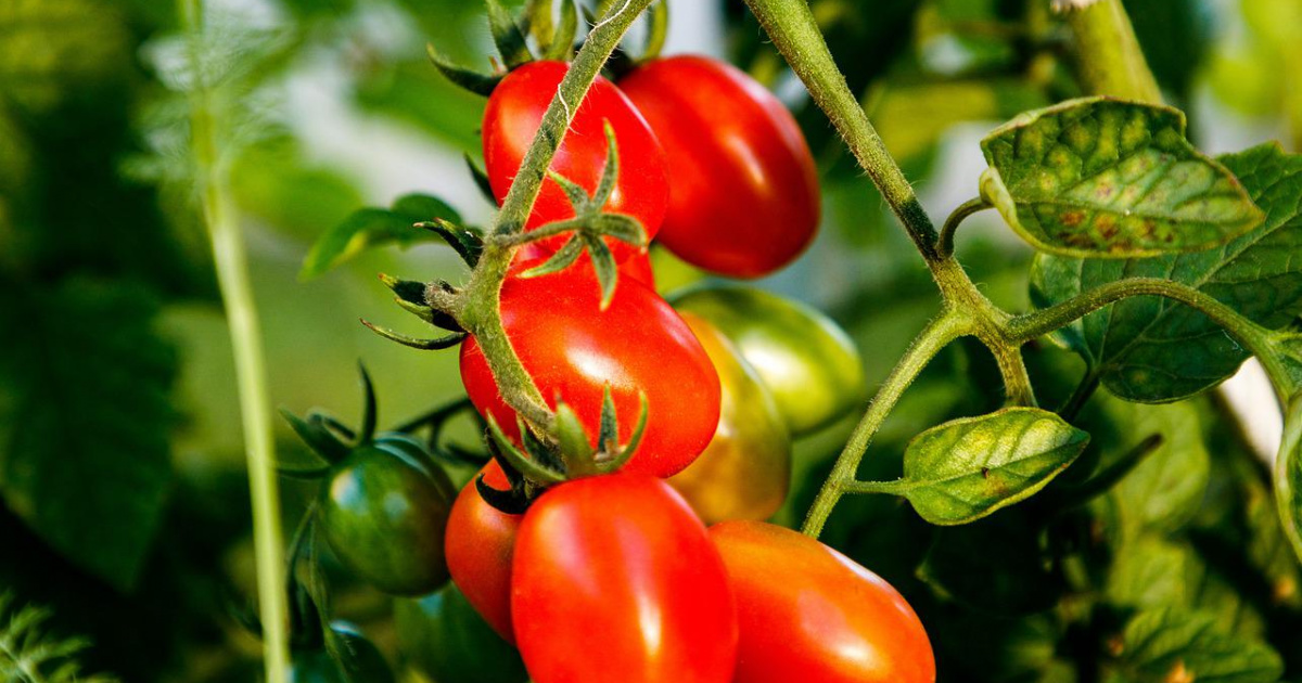 Як прискорити дозрівання томатів на кущі