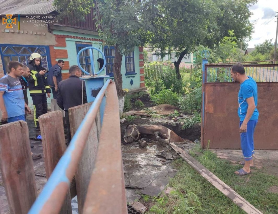 Кіровоградські рятувальники витягнули коня з пастки з допомогою пожежного рукава(ФОТО)