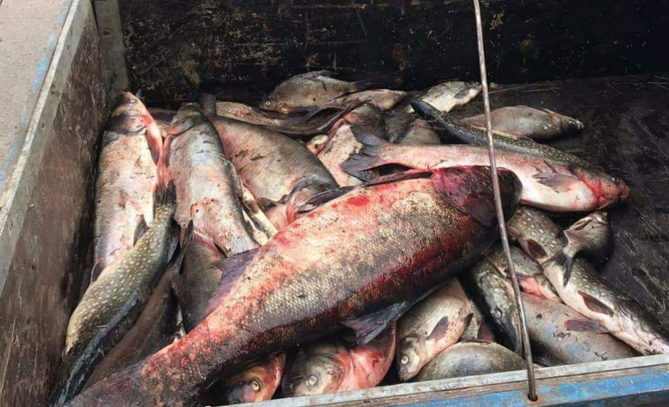 На Поліссі виявлено 177 порушників правил рибальства