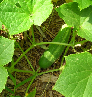 Як прискорити дозрівання плодів у домашніх умовах: поради та хитрощі