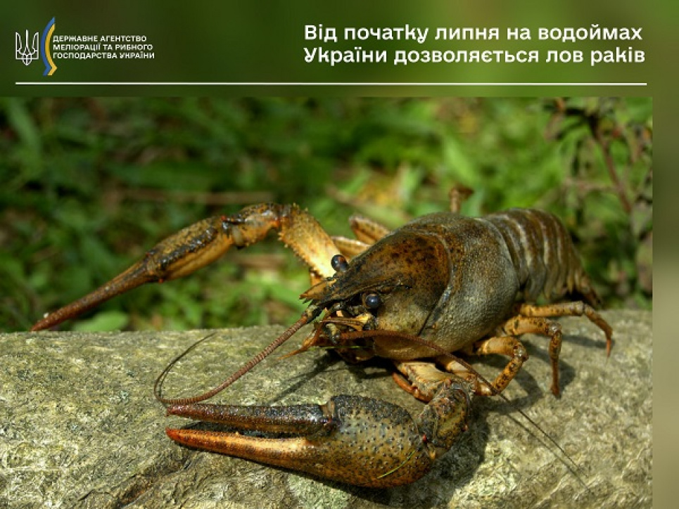 У Держмеліорації повідомили, де відучора дозволено вилов раків