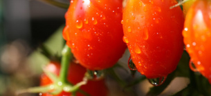 Як виростити помідори з насіння