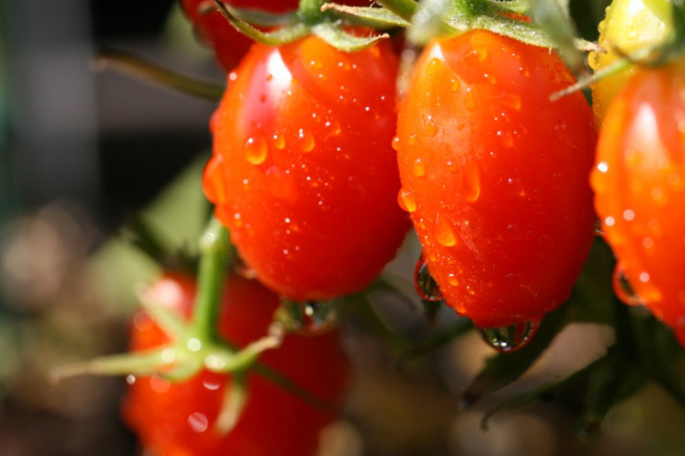 Як виростити помідори з насіння