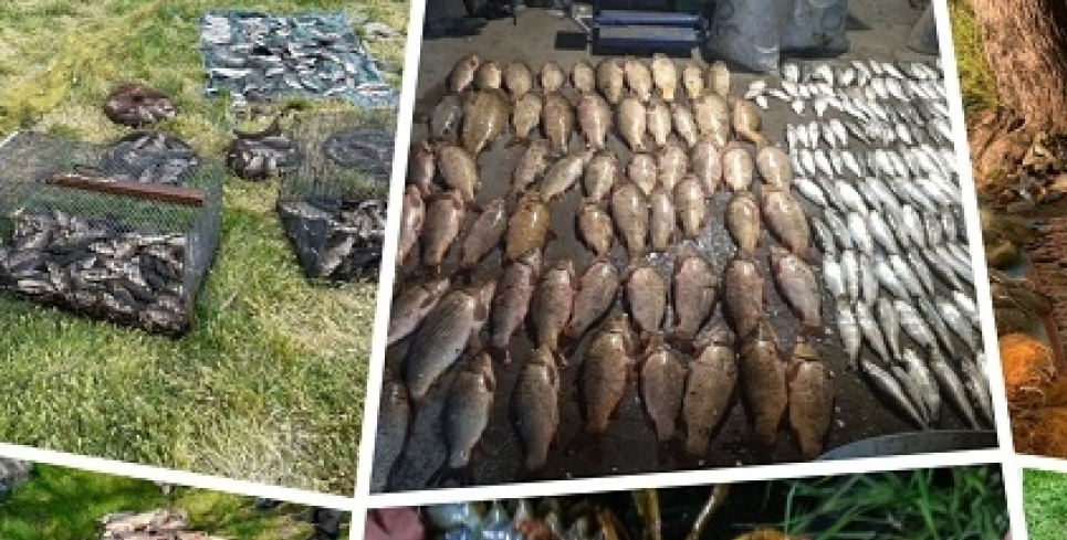 На Полтавщині браконьєр «наловив» риби та раків на суму понад 4 млн гривень