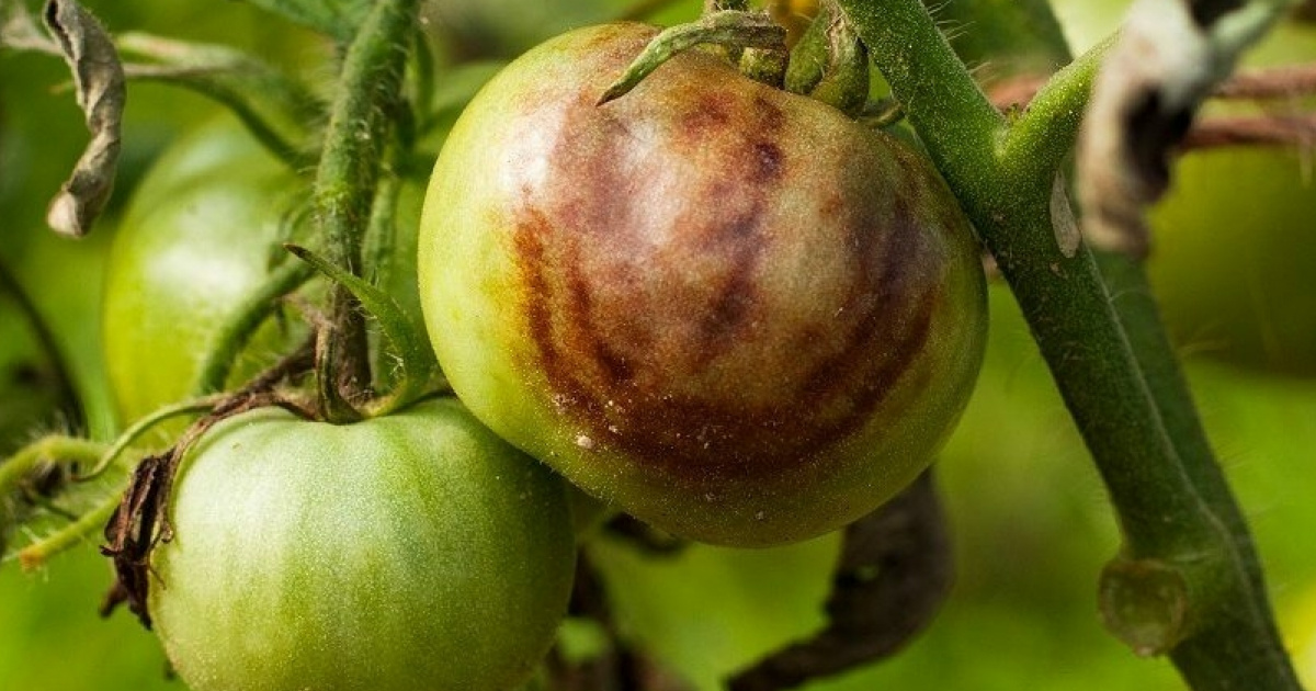 Чим обробити помідори: найкращі засоби для боротьби з шкідниками та хворобами