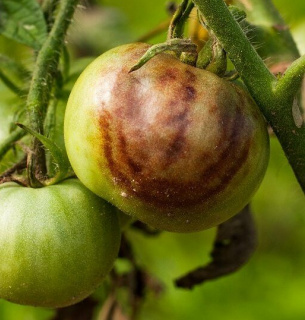 Урожай помидор Растительные болезни Закарпатья Смерть урожая