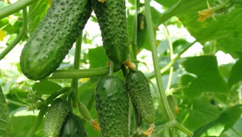 Чому потрібно їсти овочі зеленого кольору?