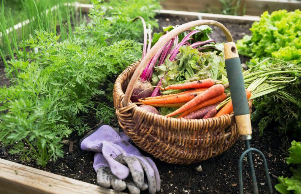 Чим найкраще удобрити город у жовтні, щоб отримати рясний урожай