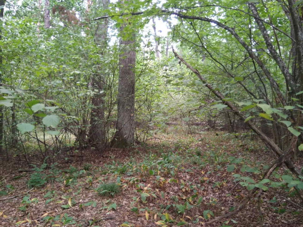 У заказнику Дзвінківський знайдено одну з найбільших на Київщині популяцій орхідеї-гніздівкі