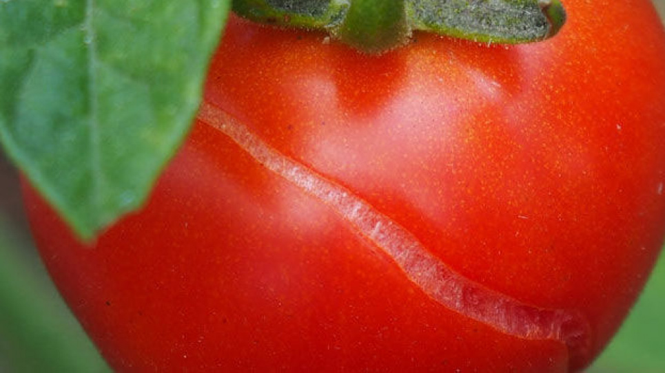 Названо щоденний напій від високого тиску Напій, який може допомогти зменшити ризик серйозних захворювань.