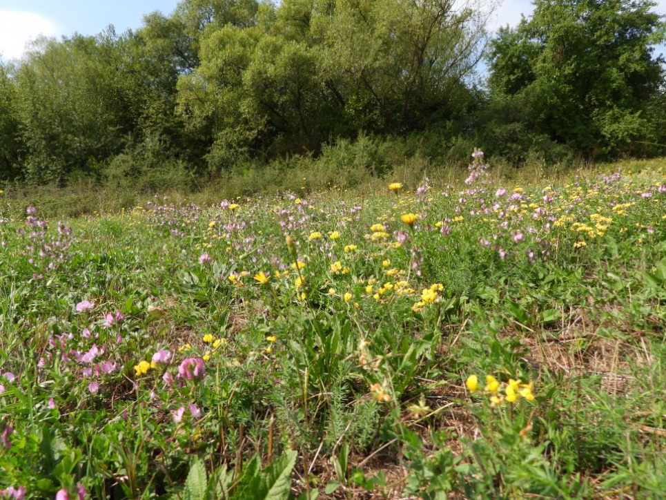 Вчені провели комплексне наукове обстеження Долини нарцисів: є загрози