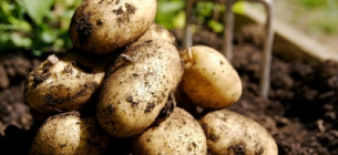 Вартість картоплі рекордно зросла
