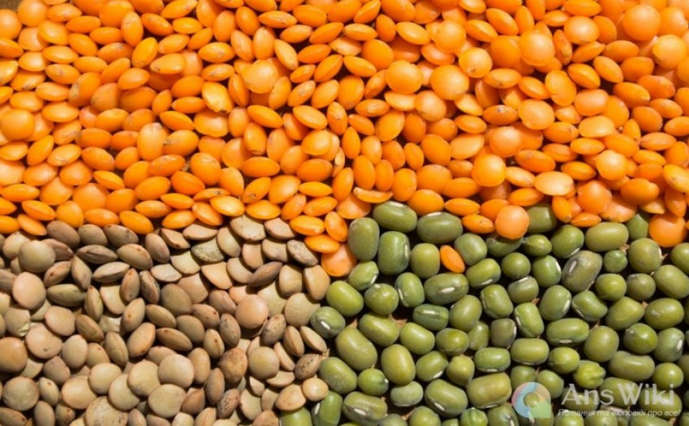 Недооцінений продукт: навіщо їсти сочевицю