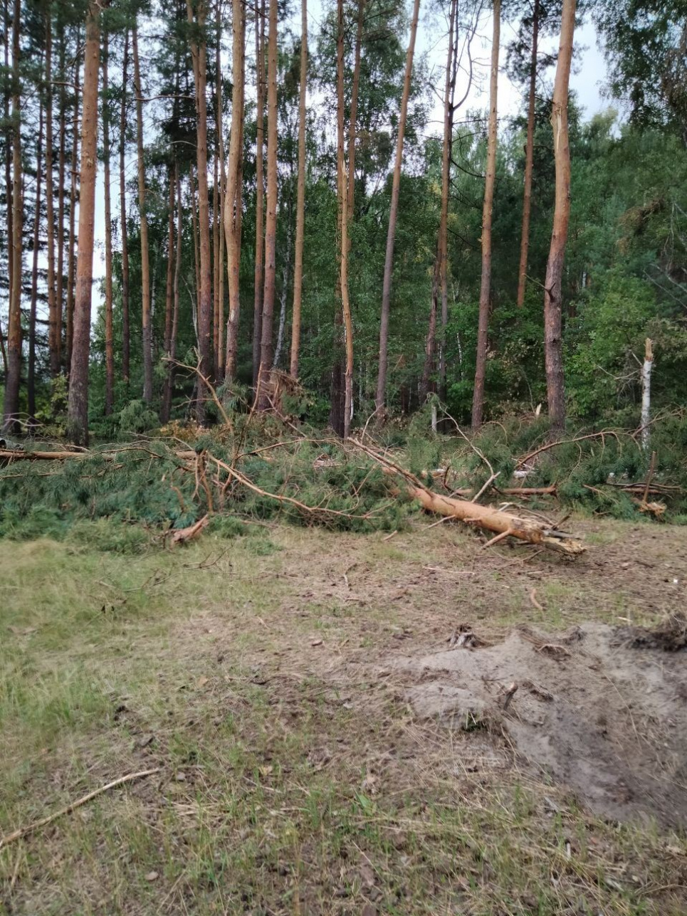 Держекоінспекція підрахувала збитки внаслідок обстрілу Деснянсько-Старогутського парку на Сумщині