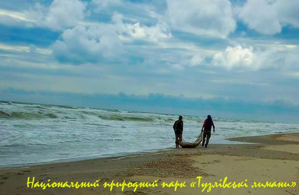 Кількість загиблих дельфінів рахується десятками тисяч - на узбережжі Одещини знову мор(ФОТО)