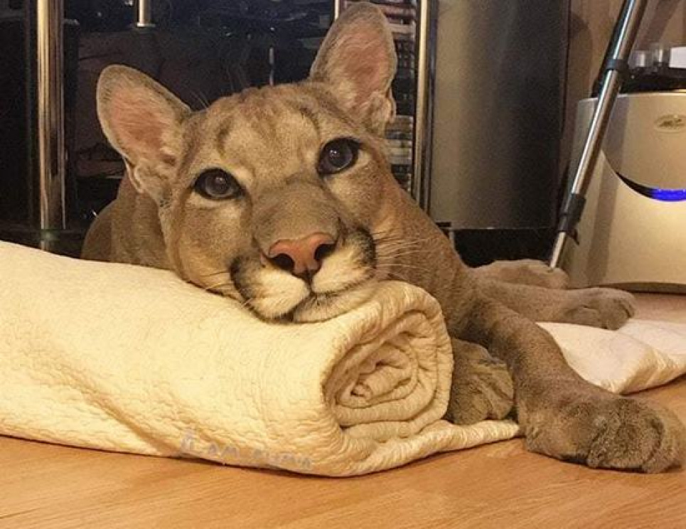 В Одесі зоозахисники вимагають врятувати містян від “домашньої” пуми