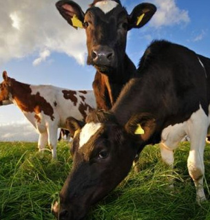 Корова, що пройшла генетичну модифікацію, виробила молоко з людським інсуліном.
Фото ілюстративне
