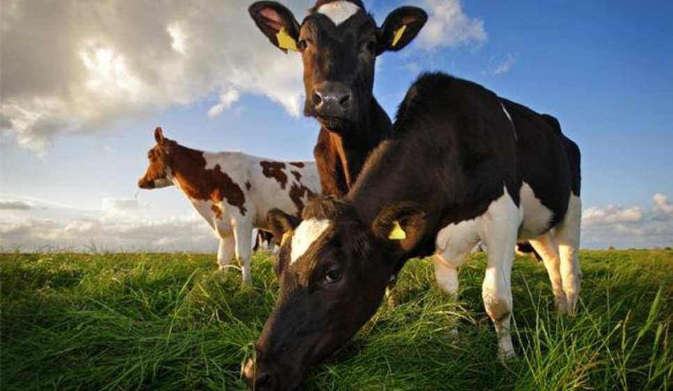 Корова, прошедшая генетическую модификацию, произвела молоко с человеческим инсулином 