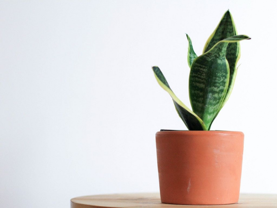 Названо ТОП-3 кімнатних рослин, які добре очищують повітря та знижують тривожність