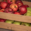 Ціни на українське яблуко зрівнялися з польським та італійським через неврожаї конкурентів
