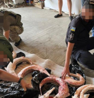 ДБР викрило масштабну схему незаконного вилову білуги та севрюги на Одещині