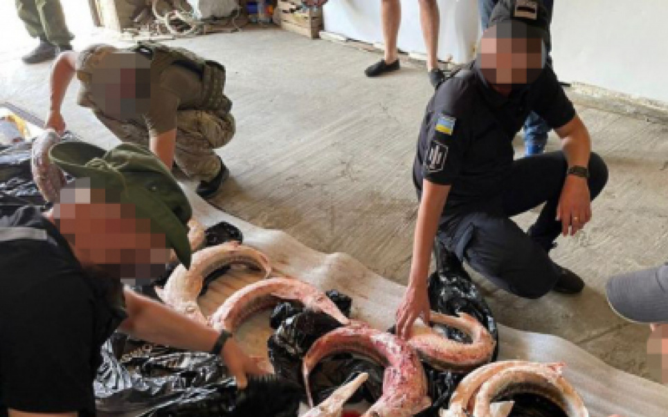 ДБР викрило масштабну схему незаконного вилову білуги та севрюги на Одещині