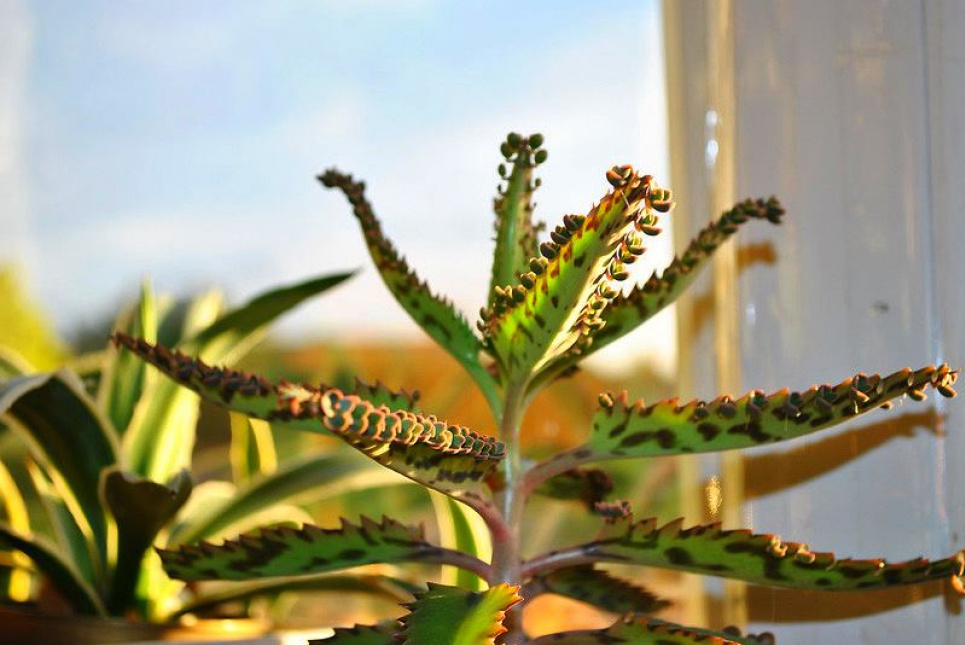 Аптечка на підвіконні: каланхое