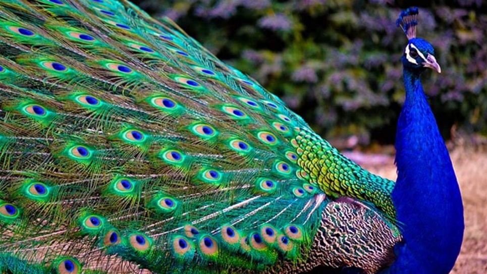 5 років позбавлення волі отримав юнак, який вбив птаха поблизу річки