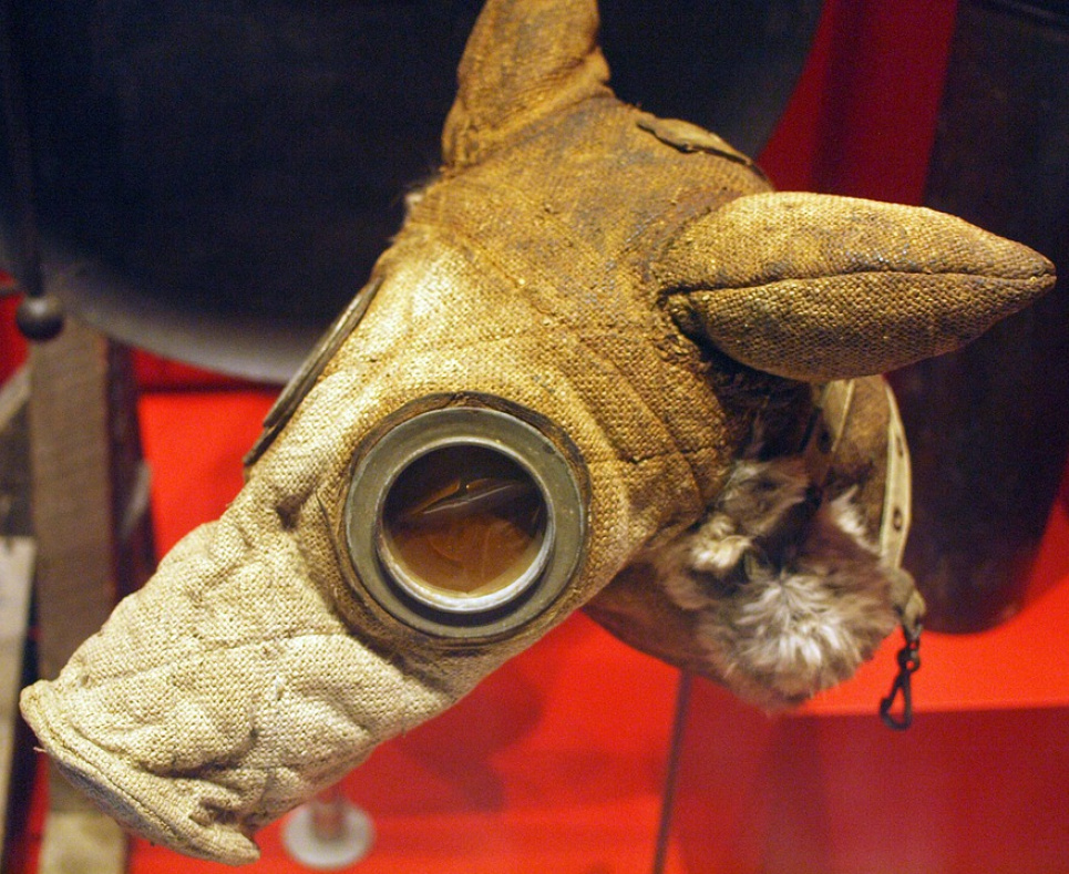 Як захистити тварин при ядерному ударі