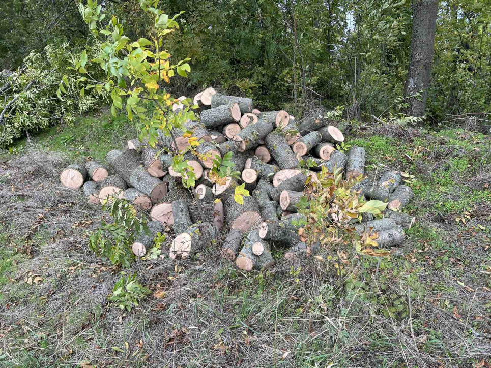 На Одещині за незаконну вирубку дерев 25-річному чоловіку загрожує тюрма