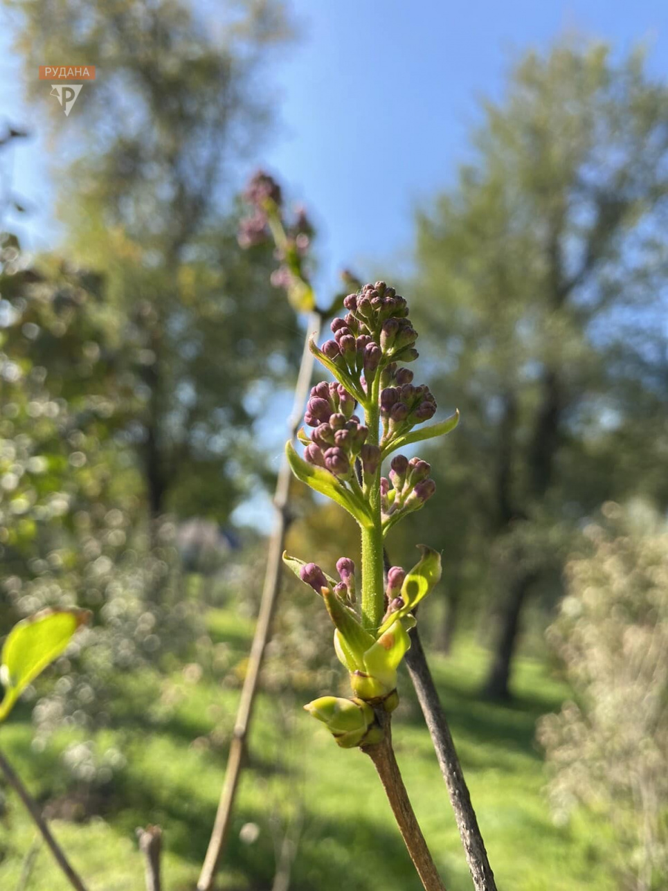 Кліматичні аномалії: у Кривому Розі посеред осені розквітнув бузок(ФОТО)
