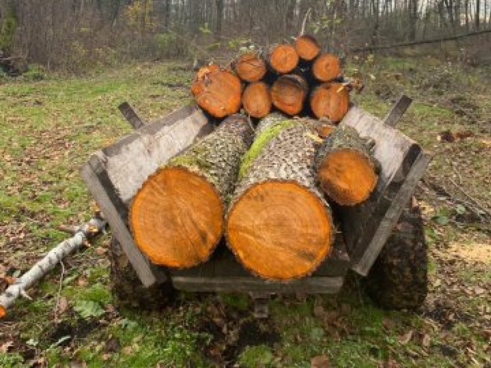 Волинянин незаконно рубав дерева на території природно-заповідного фонду