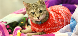 День кота: як пухнасті улюбленці стали символом незламності для українців Всесвітній день кота 8 серпня: історія свята та цікаві факти про пухнастих улюбленців