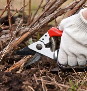Як правильно обрізати кущі малини наприкінці листопада для щедрого врожаю